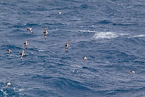 Flock of Cape Petrels (Daption capense capense) in flight against the sea. Drake Passage, South Atlantic, December.