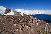 Chinstrap Penguin (Pygoscelis antarctica) rookery at the early chick stage. Half Moon Island, Antarctic Peninsula, Antarctica, December.