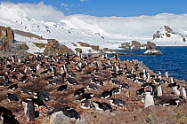 Chinstrap Penguin (Pygoscelis antarctica) rookery at the early chick stage, cruise ship tourists in the distance. Half Moon Island, Antarctic Peninsula, Antarctica, December.