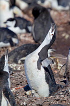 Chinstrap Penguin (Pygoscelis antarctica) calling from its nest at the rookery. Half Moon Island, Antarctic Peninsula, Antarctica, December.