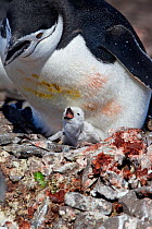 Chinstrap Penguin (Pygoscelis antarctica) with small chick begging for food. Half Moon Island, Antarctic Peninsula, Antarctica, December.