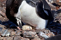 Chinstrap Penguin (Pygoscelis antarctica) looking at its hatching egg. Note hole where chick can be seen breaking through shell. Half Moon Island, Antarctic Peninsula, Antarctica, December.