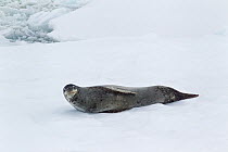 Leopard Seal (Hydrurga leptonyx) lying on a piece of sea ice. Penola Strait, Antarctic Peninsula, Antarctica, December.