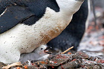 Small Chinstrap Penguin (Pygoscelis antarctica) calling from beneath its parent. Aitcho Island, South Shetland Islands, Antarctica, January.