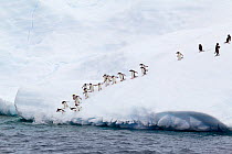 Gentoo Penguins (Pygoscelis papua) following each other into the sea from an iceberg. Errera Channel, Antarctic Peninsula, Antarctica, January.