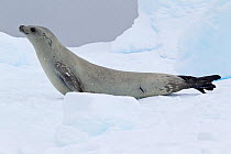 Crabeater Seal (Lobodon carcinophaga) hauled out on ice. Paradise Bay, Antarctic Peninsula, Antarctica, January.