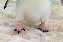Adelie Penguin (Pygoscelis adeliae) feet on ice, showing the strong claws. Yalour Islands, Antarctic Peninsula, Antarctica, January.