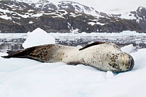 Leopard Seal (Hydrurga leptonyx) asleep on sea ice. Cierva Cove, Antarctic Peninsula, Antarctica, January.