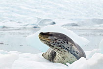 Leopard Seal (Hydrurga leptonyx) lying on sea ice with head raised. Cierva Cove, Antarctic Peninsula, Antarctica, January.