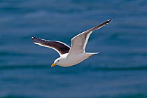 Kelp gull (Larus dominicanus) in flight against the sea. Ushuaia, Southern Argentina, South America, January.