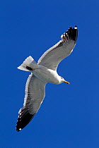Kelp Gull (Larus dominicanus) in flight against a blue sky. Ushuaia, Southern Argentina, South America, January.