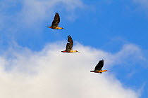 Three Black-faced Ibis (Theristicus melanopis) in flight. Over the Beagle Channel, Tierra del Fuego Archipelago, South America, January.