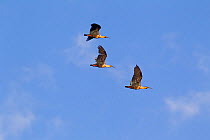Three Black-faced Ibis (Theristicus melanopis) in flight. Over the Beagle Channel, Tierra del Fuego Archipelago, South America, January.