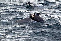 Killer Whale / Orca (Orcinus orca) (Antarctic Type B) family group with breaching youngster. Nelson Strait, South Shetland Islands, Antarctica, January.