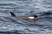 Killer Whale / Orca (Orcinus orca) (Antarctic Type B) female just surfacing. Nelson Strait, South Shetland Islands, Antarctica, January.