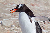 Gentoo Penguin (Pygoscelis papua) carrying a pebble back to its nest. Pebbles are used in nest construction. Neko Harbour, Antarctic Peninsula, Antarctica, January.