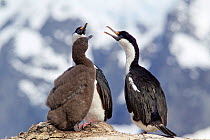 Antarctic Shag (Leucocarbo / Phalacrocorax [atriceps] bransfieldensis) (also known as blue-eyed shag) pair at their nest with a large chick. Port Lockroy, Antarctic Peninsula, Antarctica, January.