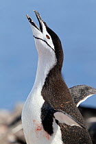 Chinstrap Penguin (Pygoscelis antarctica) calling from its nest at the rookery with flippers outstretched. Half Moon Island, Antarctic Peninsula, Antarctica, January.