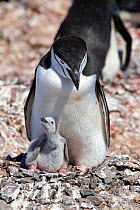 Chinstrap Penguin (Pygoscelis antarctica) chick being guarded by its parent. Half Moon Island, Antarctic Peninsula, Antarctica, January.