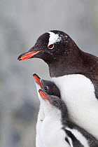 Gentoo Penguin (Pygoscelis papua) with two large chicks. The chicks are begging to be fed by the adult. Petermann Island, Antarctic Peninsula, Antarctica, January.