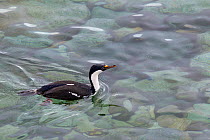 Antarctic Shag (Leucocarbo / Phalacrocorax [atriceps] bransfieldensis) (also known as blue-eyed shag) swiming in clear water. Petermann Island, Antarctic Peninsula, Antarctica, January.