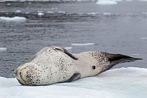 Leopard Seal (Hydrurga leptonyx) asleep lying on sea ice. Cierva Cove, Antarctic Peninsula, Antarctica, January.