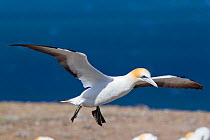 Australasian Gannet (Morus serrator) arriving at its nest. Cape Kidnappers, Hawkes Bay, New Zealand, January.