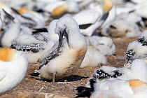Australasian Gannet (Morus serrator) chick approximatey eight weeks old preening itself. Cape Kidnappers, Hawkes Bay, New Zealand, January.