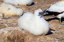 Australasian Gannet (Morus serrator) chick approximately six weeks old at the nest. Cape Kidnappers, Hawkes Bay, New Zealand, January.