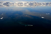 Minke Whale (Balaenoptera acutorostra) at the surface in vast seascape wilderness. Antarctica, February. Freeze frame book plate page 135.