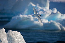 Snow Petrel (Pagodroma nivea) in flight over ice floes. Antarctic Peninsula, February. Freeze frame book plate page 129.