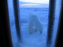 Polar Bear (Ursus maritimus) seen through window searching around Doug Allan's hut. Kong Karl's Land, Svalbard, April. Freeze frame book plate page 19.