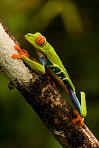 Red eyed tree frog (Agalychnis callidryas) climbing tree, Costa Rica, July