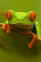 Red eyed tree frog (Agalychnis callidryas) portrait, Costa Rica, July
