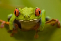 Red eyed tree frog (Agalychnis callidryas) Costa Rica, July