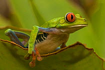 Red eyed tree frog (Agalychnis callidryas) on leaf, Costa Rica, July
