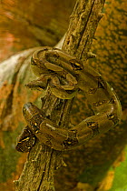 Boa constictor (Boa constictor constrictor) on branch, Costa Rica, July