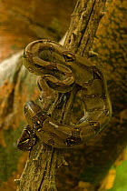 Boa constictor (Boa constictor constrictor) on branch, Costa Rica, July