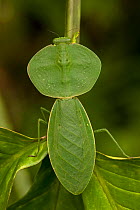 Hooded mantis (Choeradodis rhombifolia) on stem, Costa Rica, July