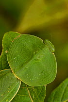 Hooded mantis (Choeradodis rhombifolia) on leaf, Costa Rica, July