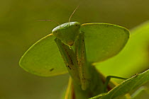Hooded mantis (Choeradodis rhombifolia) portrait, Costa Rica, July