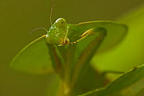 Hooded mantis (Choeradodis rhombifolia) grooming, Costa Rica, July
