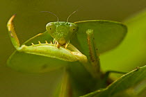 Hooded mantis (Choeradodis rhombifolia) grooming, Costa Rica, July