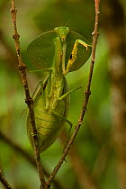 Hooded mantis (Choeradodis rhombifolia) climbing twig, Costa Rica, July
