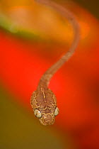 Blunthead tree snake (Imantodes cenchoa) Costa Rica, July