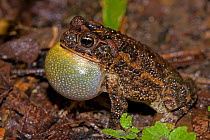 Male Southern round gland toad, (Incilius / Bufo coccifer) calling, vocal sac inflated, Costa Rica, September