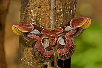 Lebeau's rothschildia / Forbe's silkmoth (Rothschildia lebeau) on tree trunk, Costa Rica, August