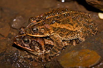 Southern round gland toad (Incilius / Bufo coccifer) pair in amplexus, Costa Rica, September
