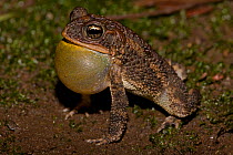 Male Southern round gland toad (Incilius / Bufo coccifer) calling, vocal sac inflated, Costa Rica, September