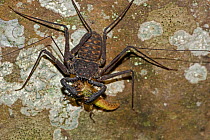 Tail-less whip scorpion (Phrynus whitei) feeing on grasshopper, Santa Rosa National Park, Costa Rica, August